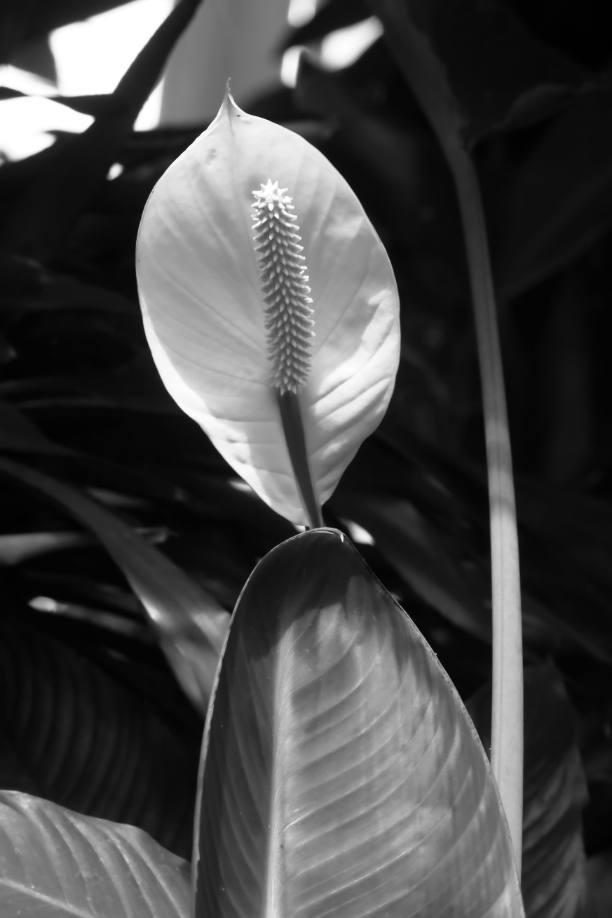 2015 08 12 HTP 2068ebw